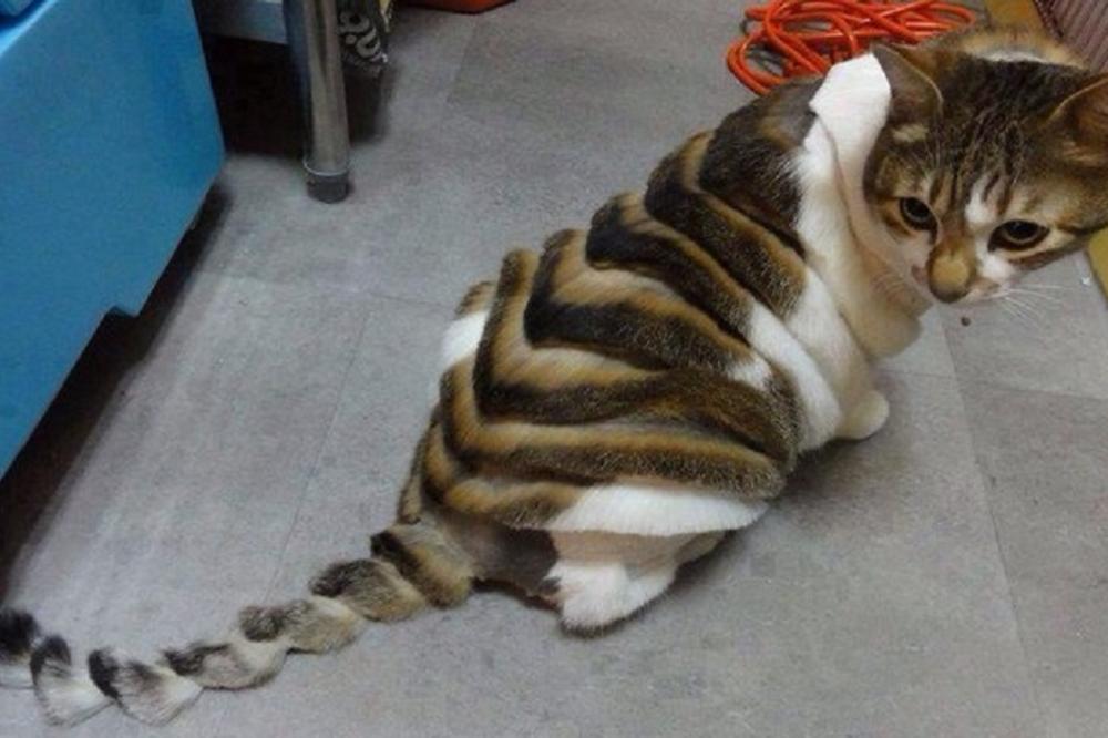 15 fotografija od kojih će vam biti neprijatno kao nikada u životu (FOTO)