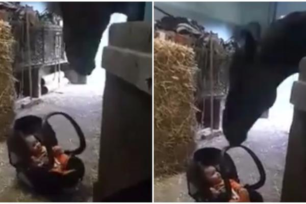 Stavili su bebu pored konja, ni ne slutite kakva je bila njegova reakcija (VIDEO)