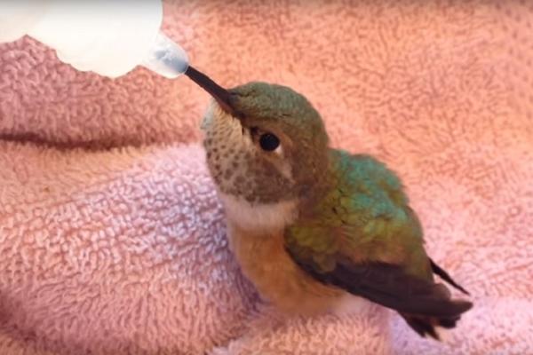 Najslađe cvrkutanje: Strpljivo je čekao i dobio svoj omiljeni slatkiš (VIDEO)