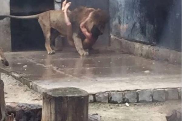 Da li je normalan? Hteo da se ubije, pa go skočio u kavez sa lavovima! (UZNEMIRUJUĆI VIDEO)