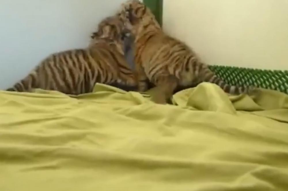 Prvi koraci ovih tigrića su nešto što morate da pogledate (VIDEO)