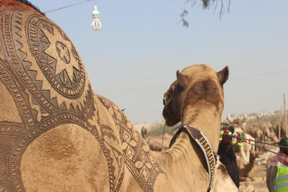 DUBAI: Uhapšen muškarac jer je ukrao kamilu: Loš postupak, ali razlog je PRELEP!