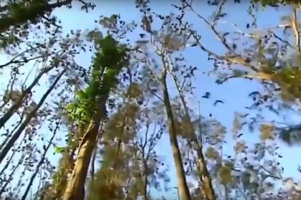 Kao u horor filmu: 100.000 slepih miševa okupiralo poznato letovalište (VIDEO)