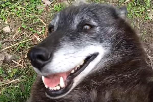 Kažete da su mede najslađe divlje životinje? Razmislite još jednom... (VIDEO)