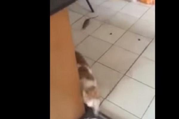 Malo su se zamenili: Njeno bežanje od miša je smehotresno (FOTO) (VIDEO)