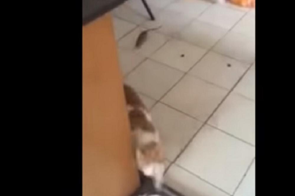 Malo su se zamenili: Njeno bežanje od miša je smehotresno (FOTO) (VIDEO)