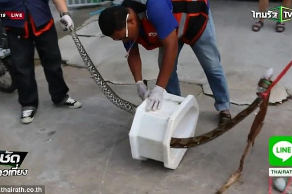Ogroman piton se uvukao u WC šolju i ugrizao ga za muškost! (UZNEMIRUJUĆI VIDEO)