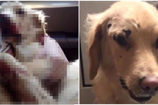 Gde će ti duša?! Kako je moguće da ljudski stvor uradi ovako nešto nedužnom psu?! (UZNEMIRUJUĆI FOTO)