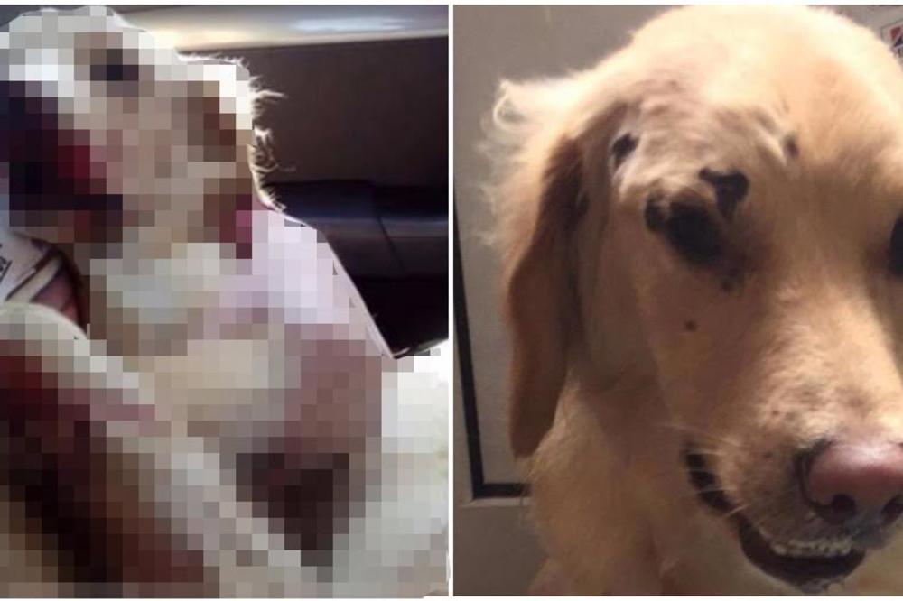 Gde će ti duša?! Kako je moguće da ljudski stvor uradi ovako nešto nedužnom psu?! (UZNEMIRUJUĆI FOTO)