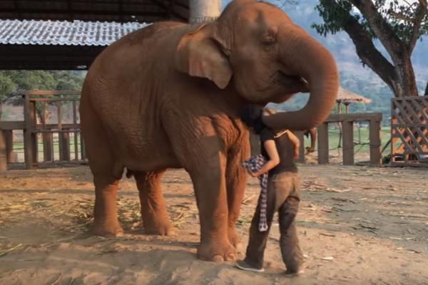 Prava je maza: Obožava svoju mamu, iako je on slon, a ona čovek! (VIDEO)