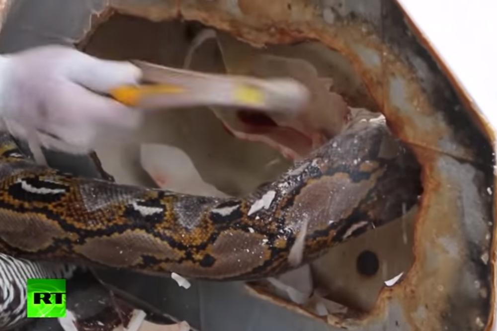 Tajlanđanin preživeo najveću noćnu moru svakog muškarca! (VIDEO)