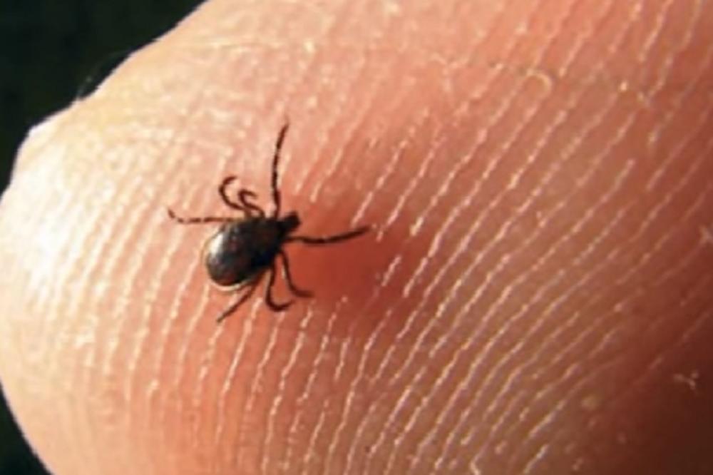 KRPELJA MOŽETE UKLONITI POMOĆU SOLI ZA NEKOLIKO TRENUTAKA! Sve što vam je potrebno sigurno imate u kući