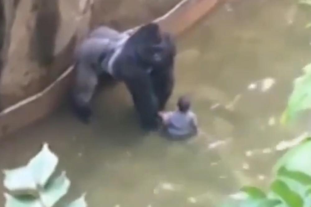 Dečak upao u kavez sa gorilama, čuvari morali da ubiju majmuna koji je napao mališana! (VIDEO)