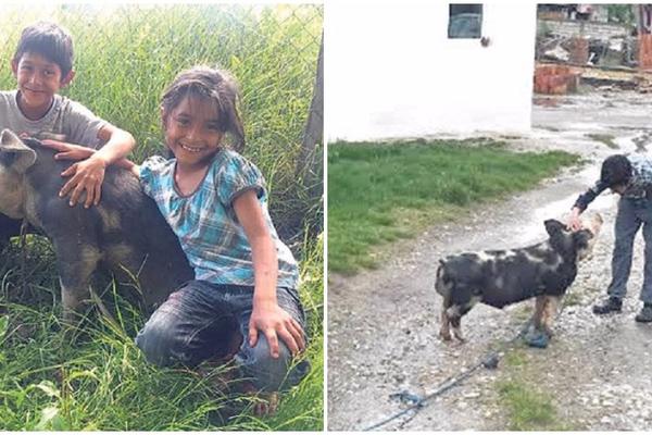 Prase umislilo da je pas: Umesto na ražnju, završilo na povocu! (FOTO)