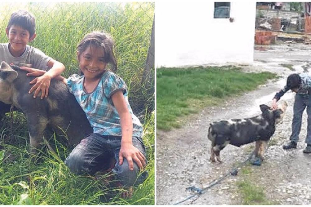 Prase umislilo da je pas: Umesto na ražnju, završilo na povocu! (FOTO)