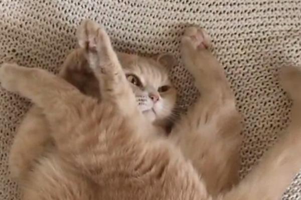 Kako izgleda kada se pokvari - mačka?! (GIF)