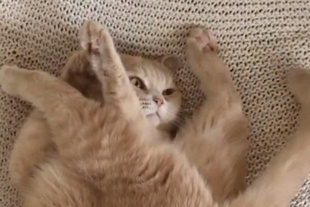 Kako izgleda kada se pokvari - mačka?! (GIF)