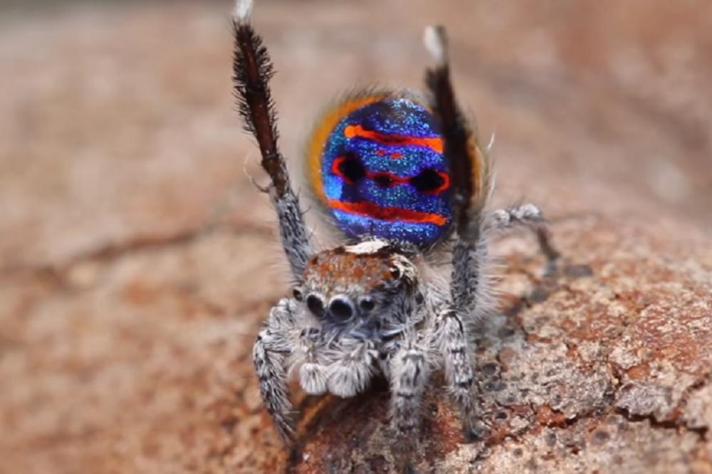 OVO JE PRAVA ISTINA! Evo koliko paukova zaista pojedemo u snu!