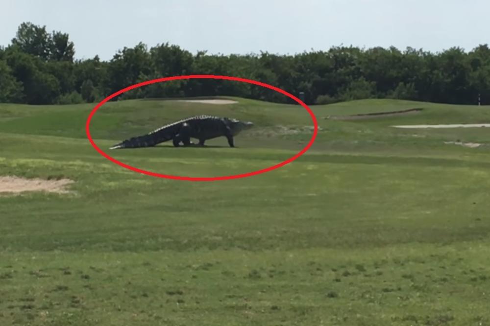 Igrali su golf, a onda ugledali stravičan prizor na par koraka od njih (VIDEO)