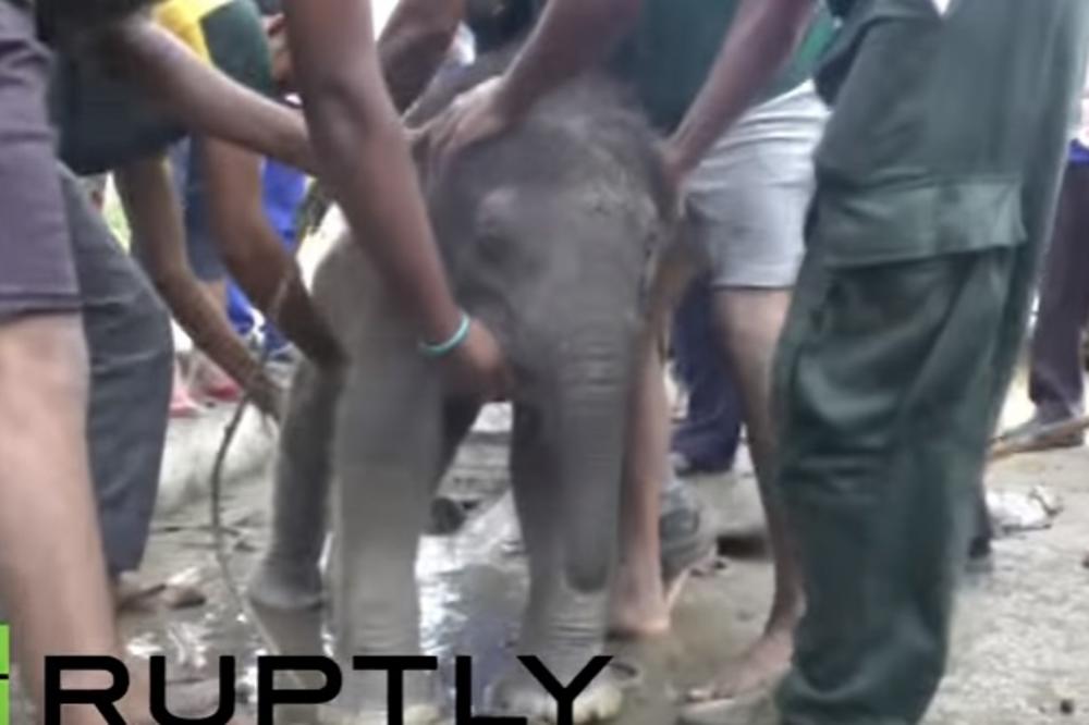 Spasili su Damba: Pogledajte izvlačenje zaglavljenog slonića iz šahta! (VIDEO)
