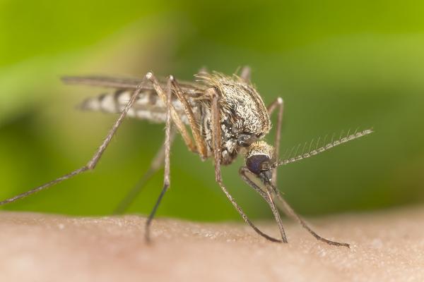 DO SADA IH NIJE BILO, ALI STRUČNJACI SU IH PRONAŠLI! Evo gde su se u Srbiji pojavili zaraženi komarci!