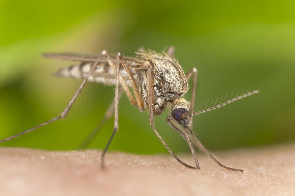 DO SADA IH NIJE BILO, ALI STRUČNJACI SU IH PRONAŠLI! Evo gde su se u Srbiji pojavili zaraženi komarci!