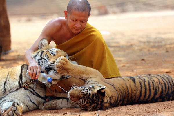 Hram užasa: Na Tajlandu pronađeno 40 mladunaca tigrova u zamrzivaču (FOTO)