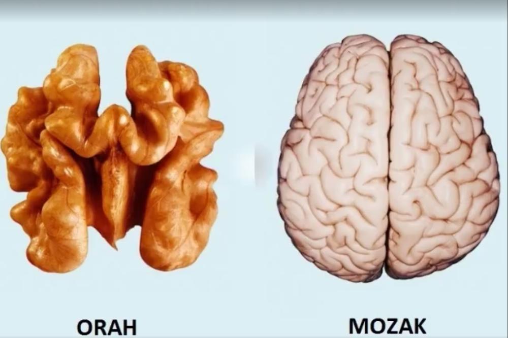 Priroda je svakoj bolesti dala lek! Okrenite se oko sebe i videćete ga! (VIDEO)