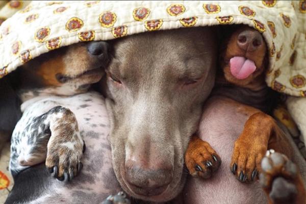 Najpopularnije njuške na Instagramu: Fotke na kojima spavaju tope srca (FOTO) (VIDEO)