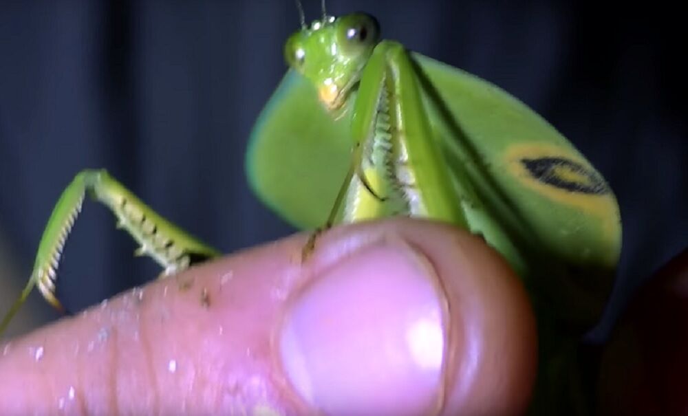 Bogomoljka, Životinje, Kostarika, Istraživač