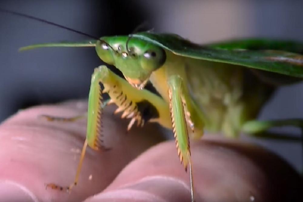 EVO ŠTA ZNAČI AKO U KUĆI VIDITE BOGOMOLJKU: Ovaj insekt nosi SNAŽNU PORUKU