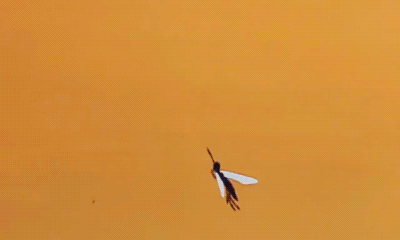 5 prirodnih načina da se zaštitite od komaraca (FOTO) (GIF)