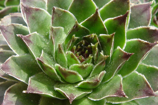 Leči sve! Čudesna biljka koju morate da imate u kući (FOTO)