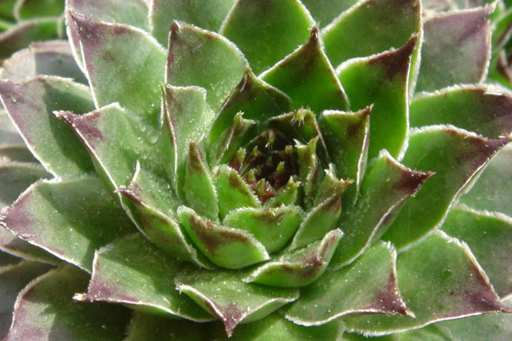 Leči sve! Čudesna biljka koju morate da imate u kući (FOTO)