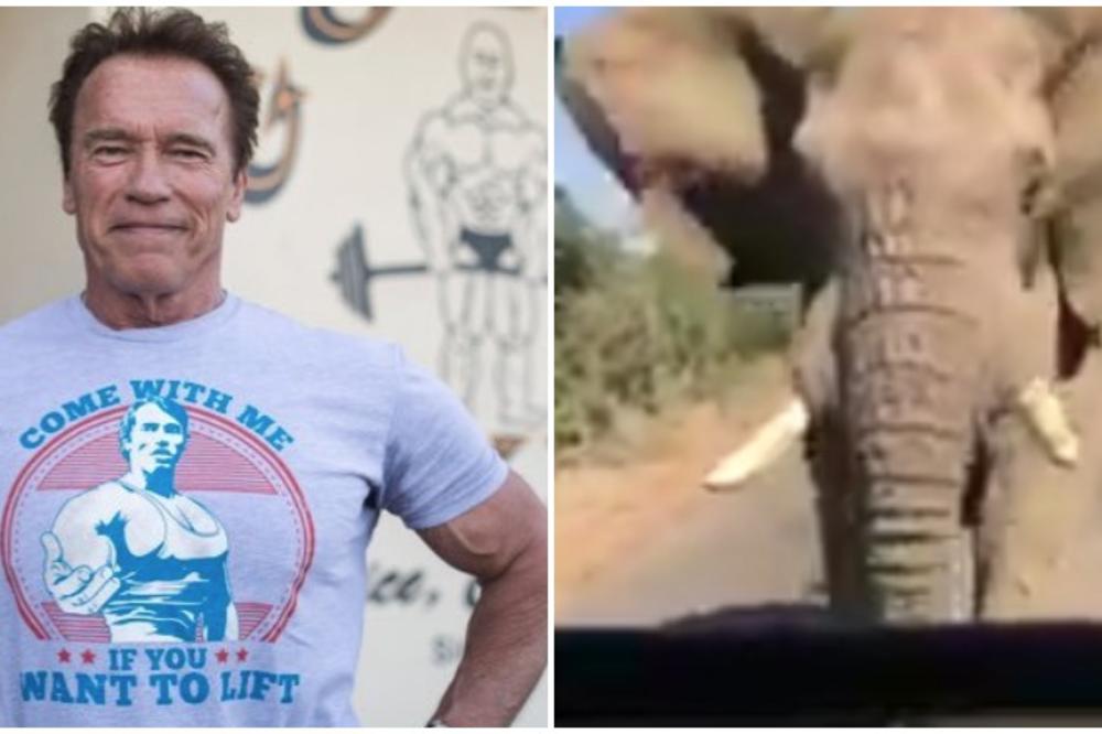 Gde ćeš na stenu: Slon napao Švarcenegera! Ko se bolje proveo? (VIDEO)