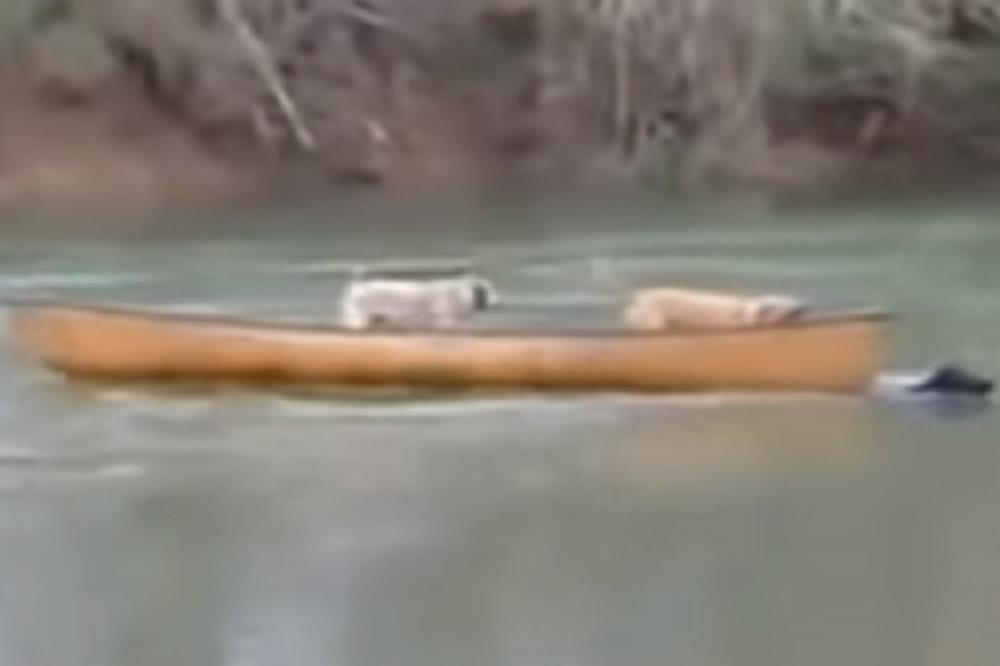 Da li je ovo najhrabriji pas na svetu? Ono što je uradio za prijatelje, retko koji čovek bi pokušao! (VIDEO)