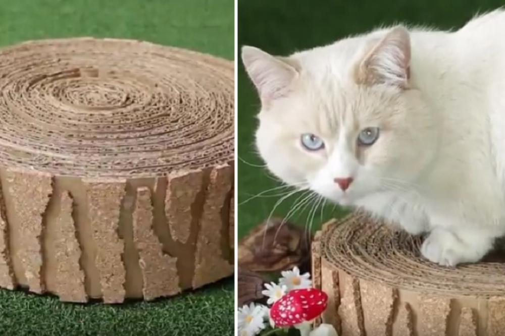 Obradujte ljubimicu: Stari panj od kartona je njena nova omiljena igračka (VIDEO)