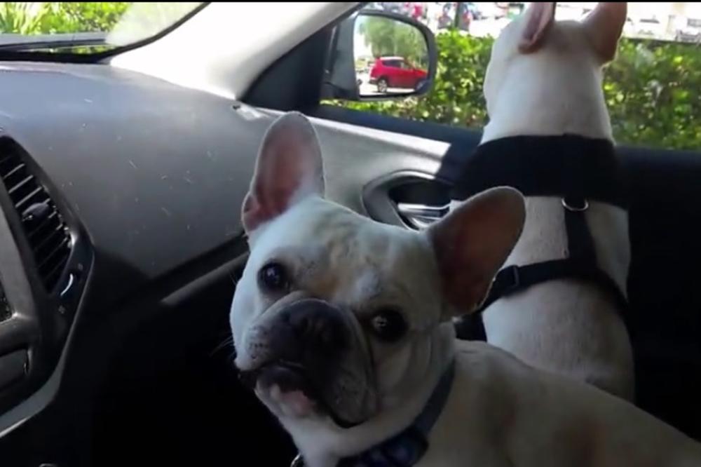 Ne sme da izgovori ove reči pred svojim psima, jer prosto polude (VIDEO)
