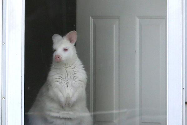 Retkim albino životinjama ne trebaju boje - već izgledaju spektakularno! (FOTO)