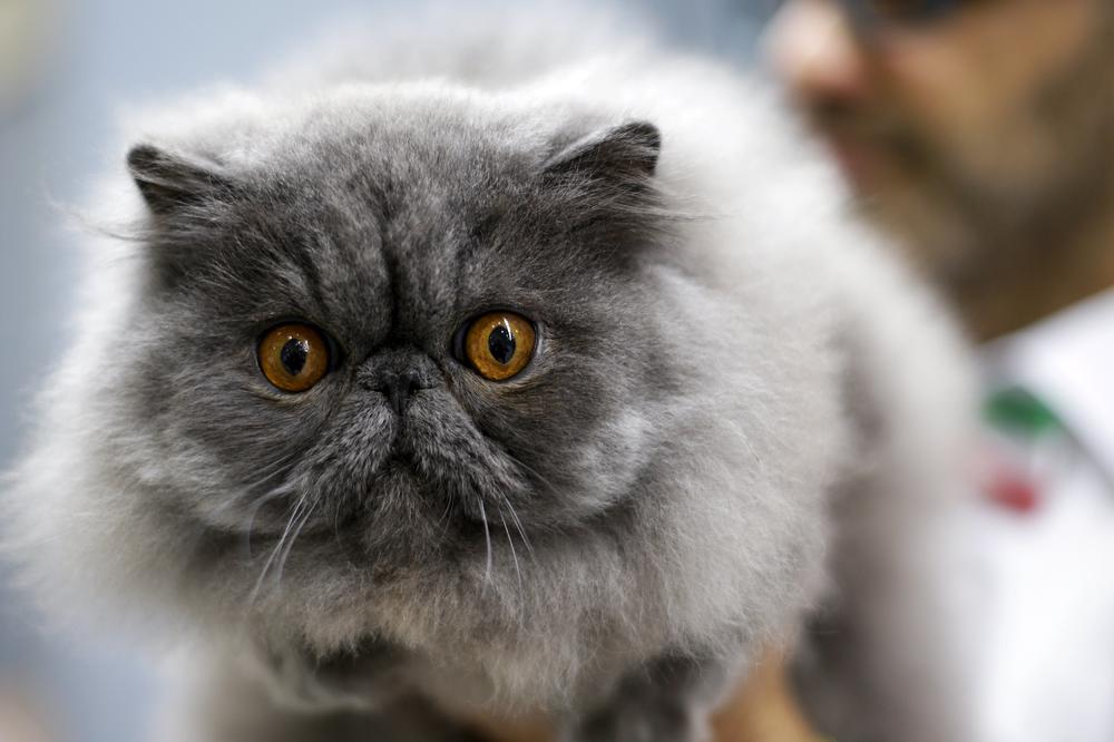 Mačke prepoznaju glas svog vlasnika ali ga ignorišu, Evo zašto je to tako