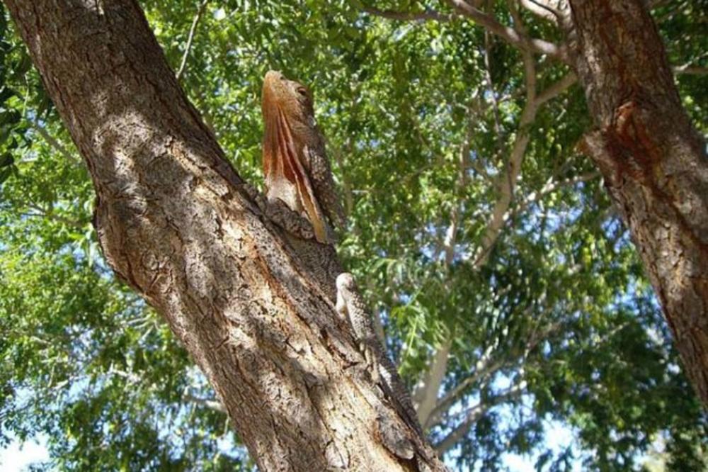U Srbiji se smrzavamo u julu, a ovde je toliko vruće da... (VIDEO)