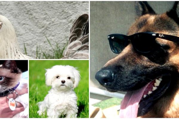 Dok vi nemate leba da jedete, ove životinje imaju milione! (VIDEO) (FOTO)