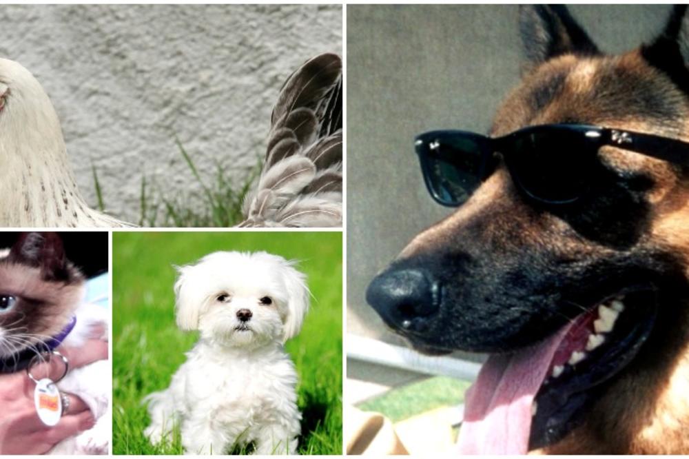 Dok vi nemate leba da jedete, ove životinje imaju milione! (VIDEO) (FOTO)