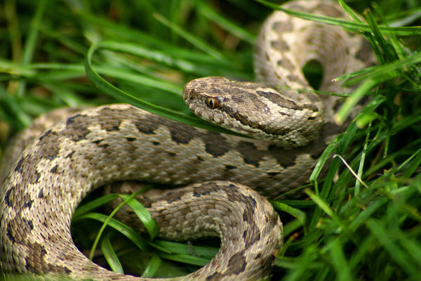 Pa ovo je potpuni hit: Lekari apeluju na Nišlije da ne donose zmije u bolnicu!