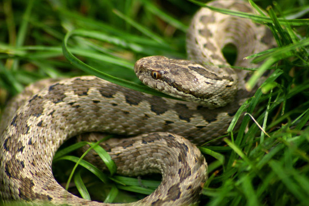 Pa ovo je potpuni hit: Lekari apeluju na Nišlije da ne donose zmije u bolnicu!