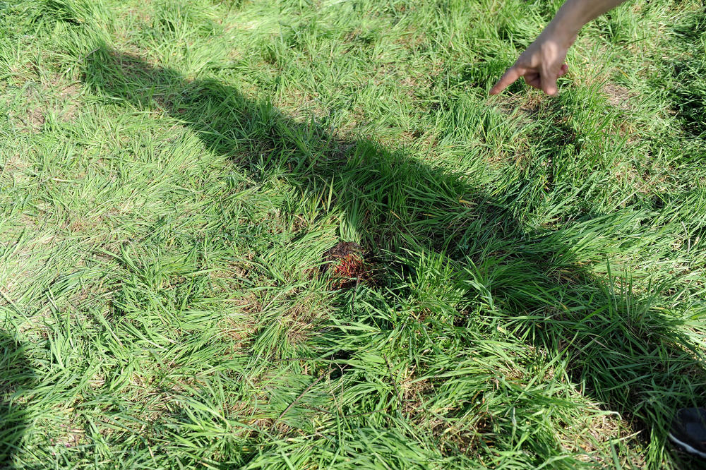 ŠOKANTNI NOVI DETALJI! U Jeleninom dušniku forenzičar pronašao grančicu koja govori mnogo toga! (FOTO)