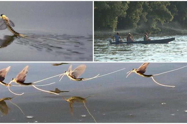 Ovo čudo događa se jednom u godini, i to samo u Srbiji i u Kini! (FOTO) (VIDEO)