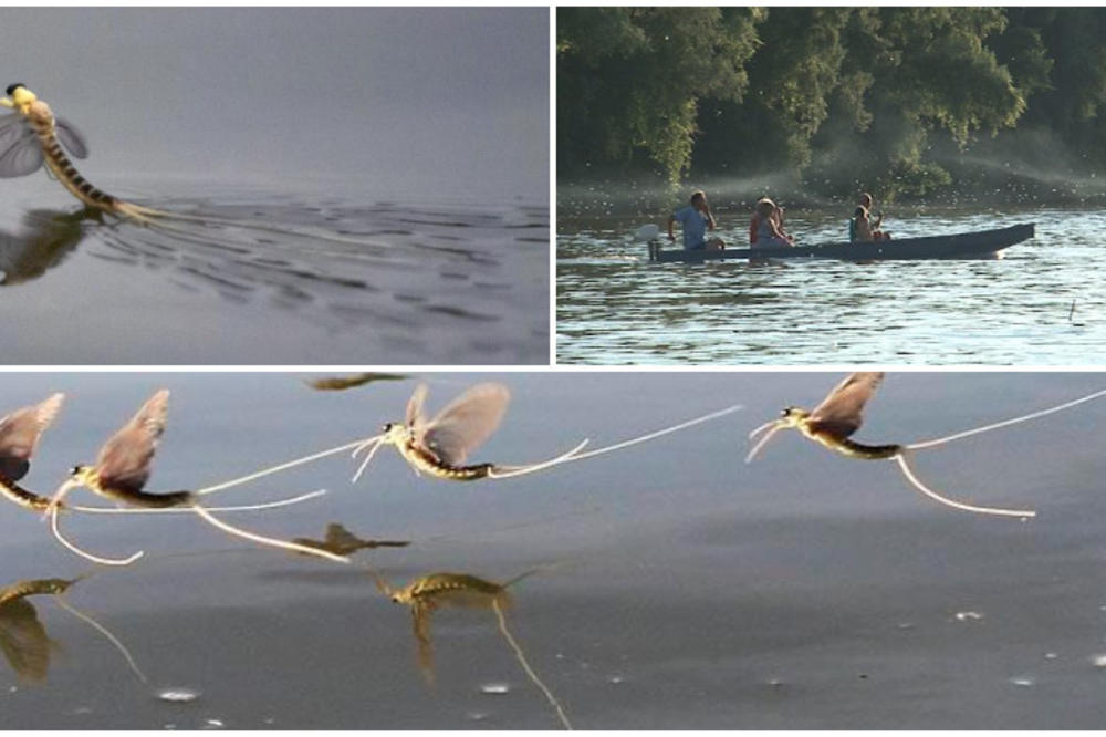 Ovo čudo događa se jednom u godini, i to samo u Srbiji i u Kini! (FOTO) (VIDEO)
