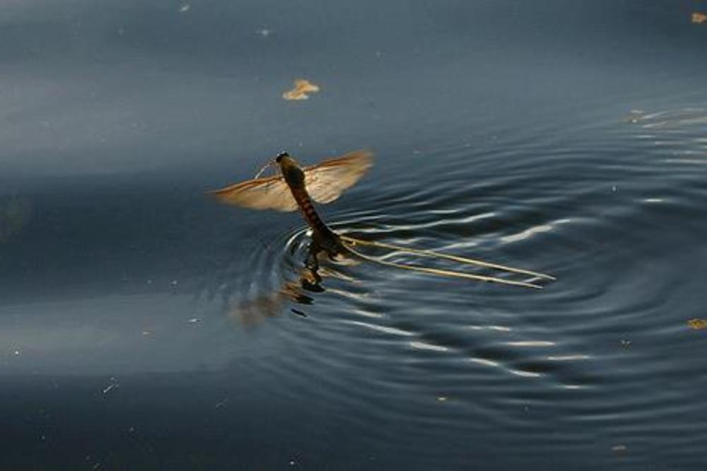 OVO SE DEŠAVA SAMO KOD NAS I U KINI: Cvetanje Tise poranilo, ovako je izgledao ovogodišnji MAGIČNI SVADBENI PLES (VIDEO)