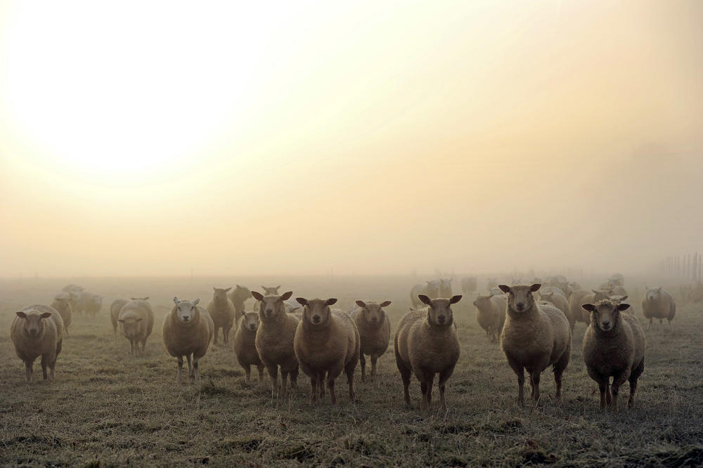 Totalna bleja: 1.300 ovaca napravilo potpuni haos u španskom gradiću (VIDEO) (GIF)
